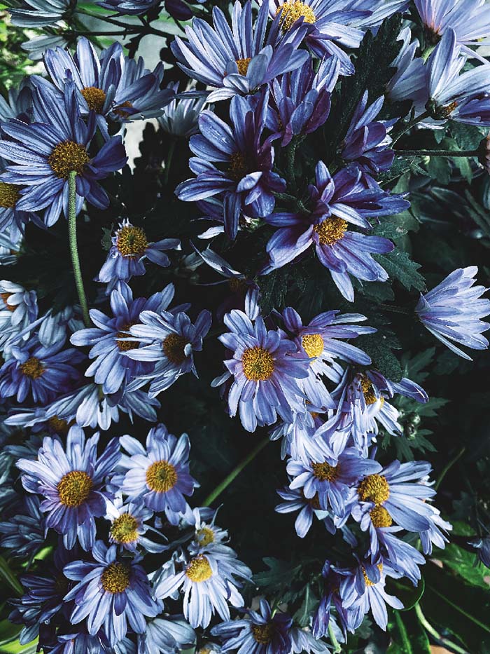 blue daisy-like flowers