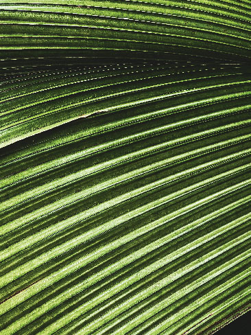 a closeup of a green ridged leaf