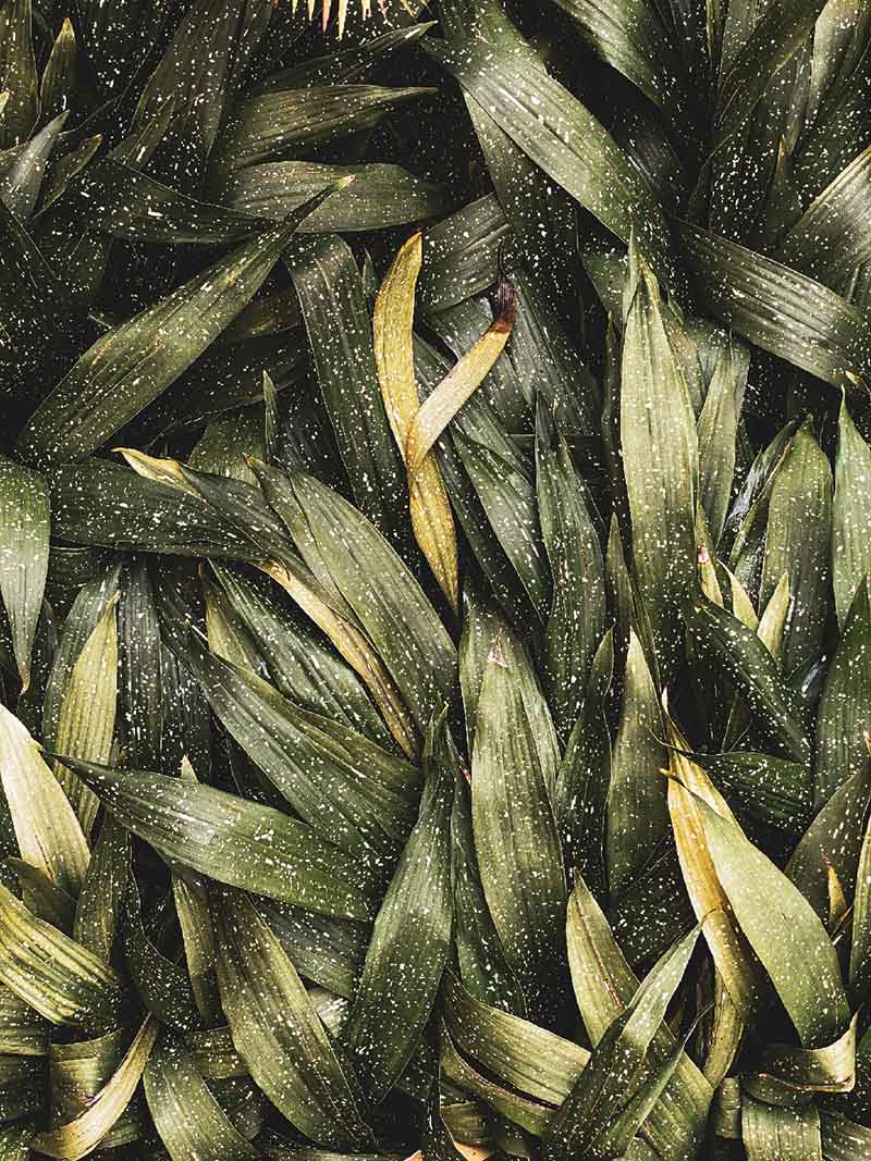 a layered bed of long green leaves with small white spots