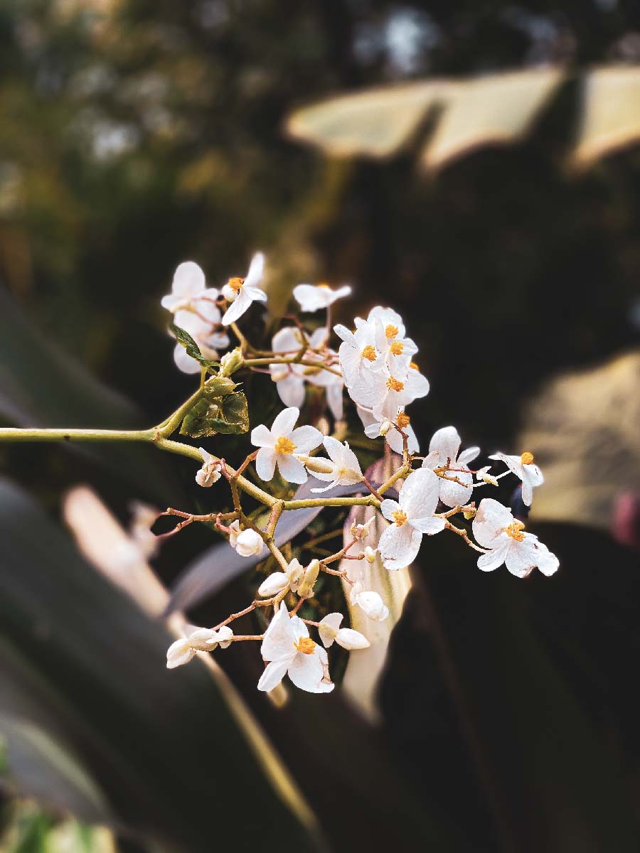 closeup shot of small white flowers on a branch
