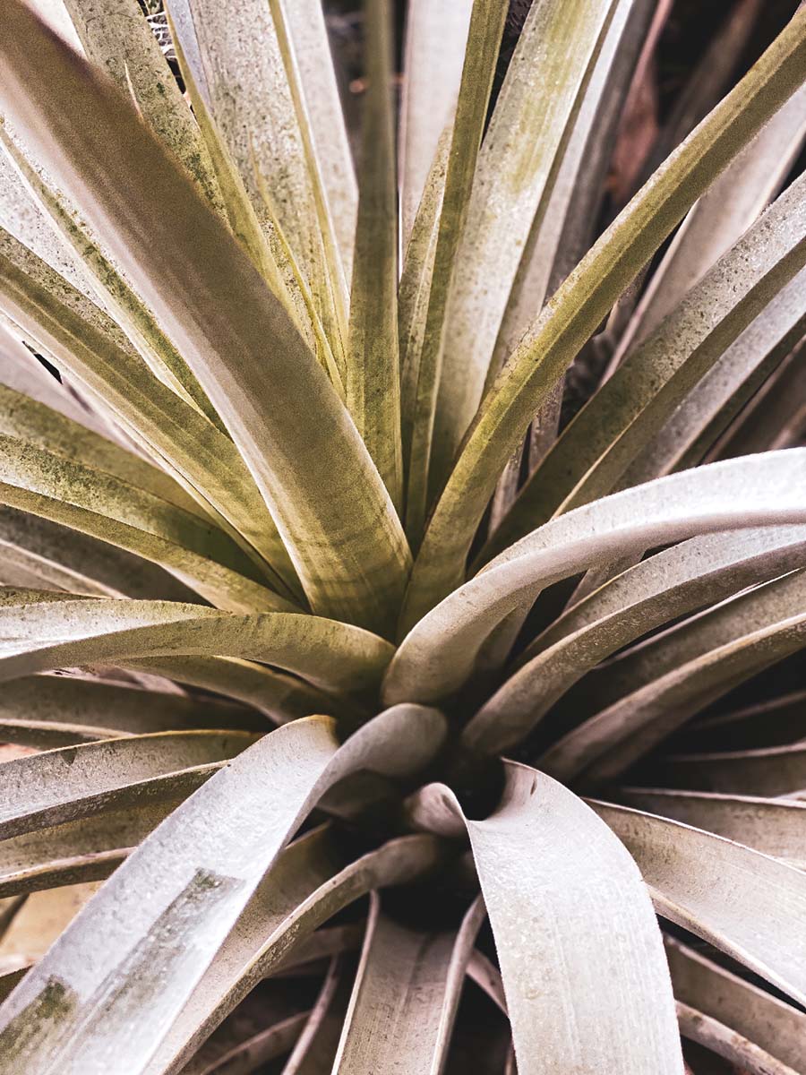 closeu-up on a pale yellowing green succulent center