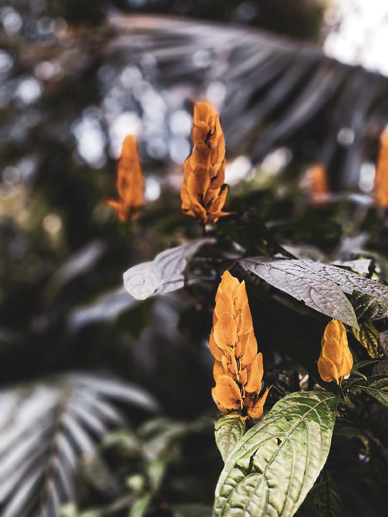 yellow cone-shaped flowers